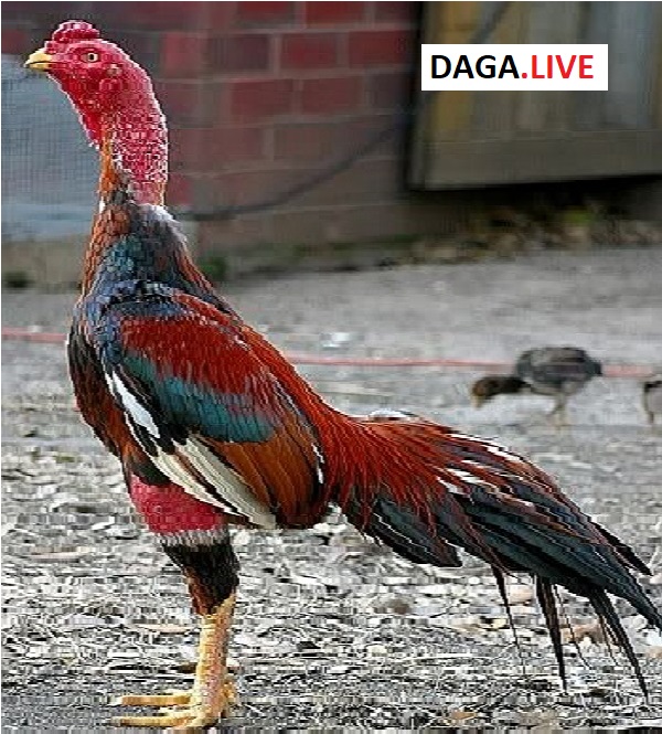 Gà đá có tướng lông đuôi rủ xuống đất thường rất có dũng khí.