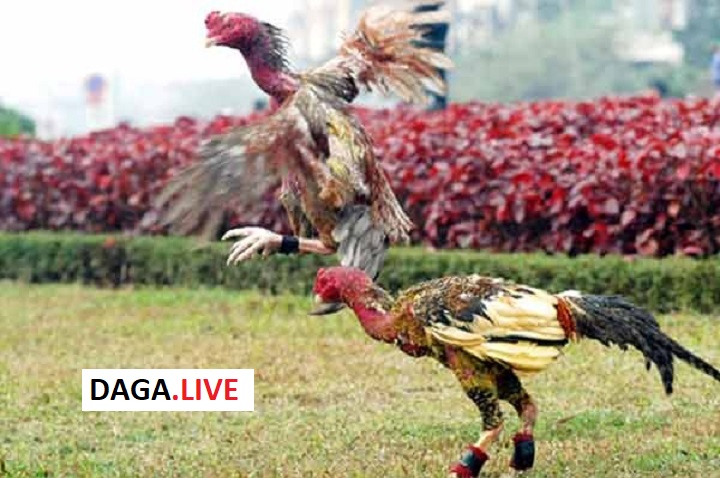 Đá gà là bộ môn thể thao truyền thống rất được ưa chuộng ở Việt Nam.