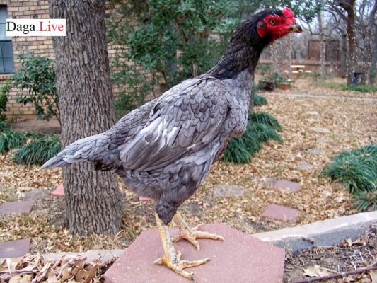 Gà mái chọi đẹp