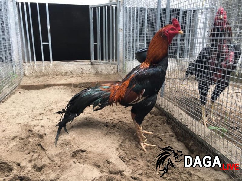 Kháng sinh phòng ngừa bệnh