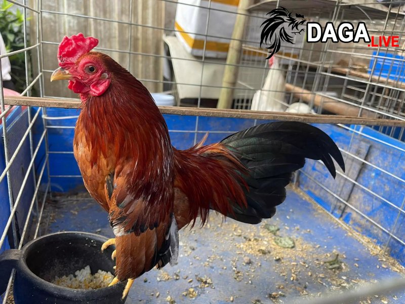 Dưỡng thể trong quá trình biệt dưỡng gà đá