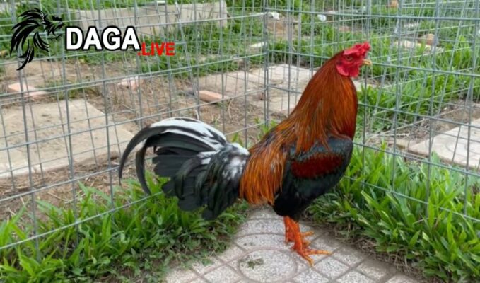 Quản lý phòng gà