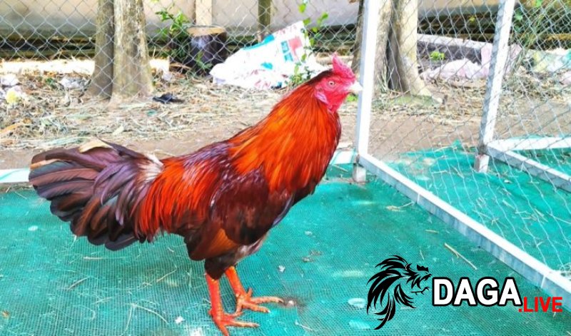 Luyện tập cho gà chọi