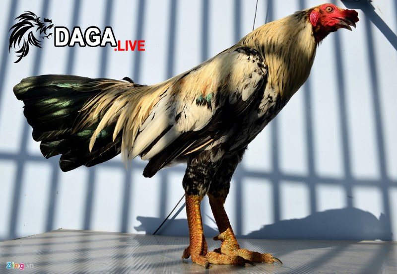 Quá trình tiền biệt dưỡng gà đá cần làm gì?