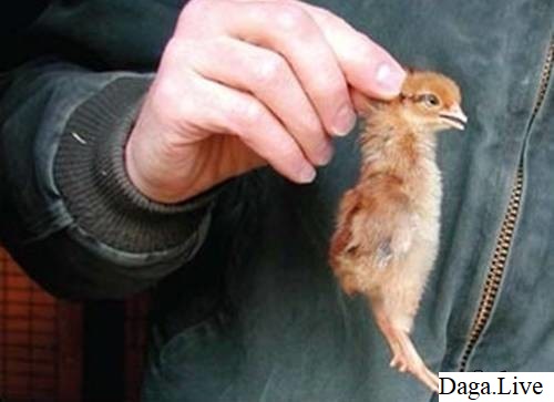 Kiểm tra giống gà chọi con