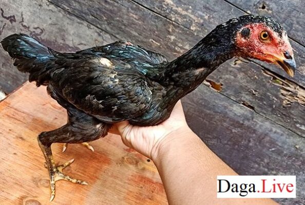 Chọn gà chọi tơ hay