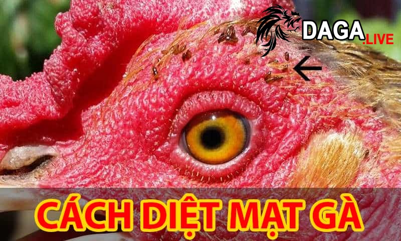 Một số cách diệt mạt gà nhanh chóng, hiệu quả 100%