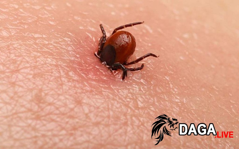 Mạt gà là gì và tác hại của nó như thế nào