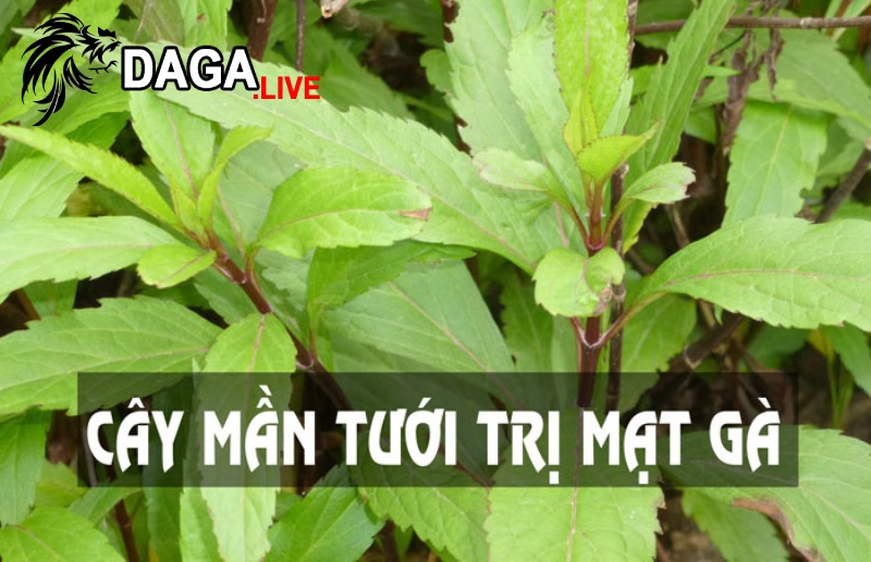 Dùng cây sầu đâu, mần tưới để trị mạt gà