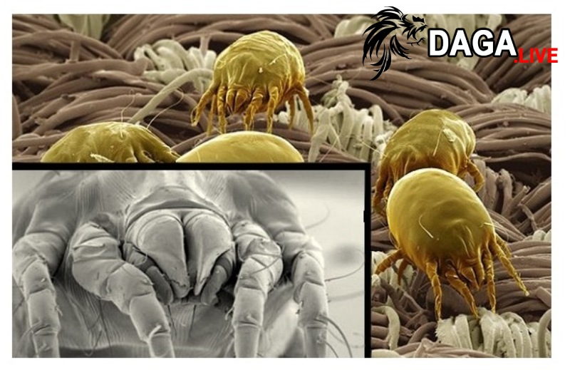 Cách ngừa mạt gà quay trở lại hiệu quả