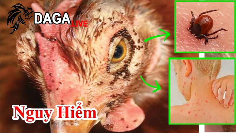 Dùng thuốc thú y để diệt mạt gà