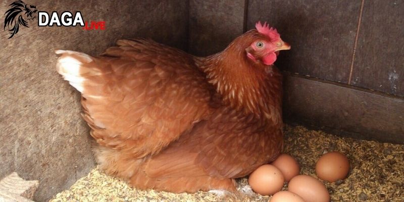 Gà mái cần ánh sáng tự nhiên để duy trì chu kỳ sinh học của nó