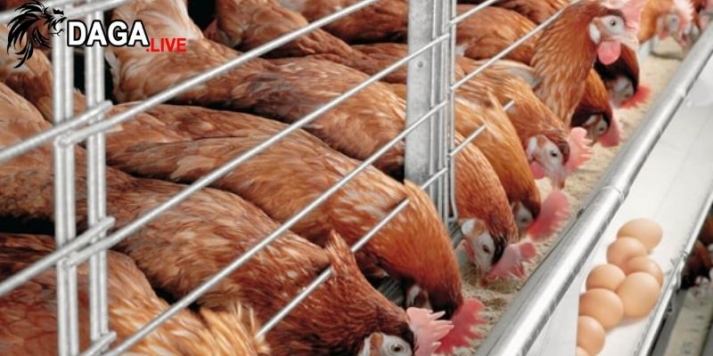 Có nên sử dụng hormone kích thích gà đẻ trứng?