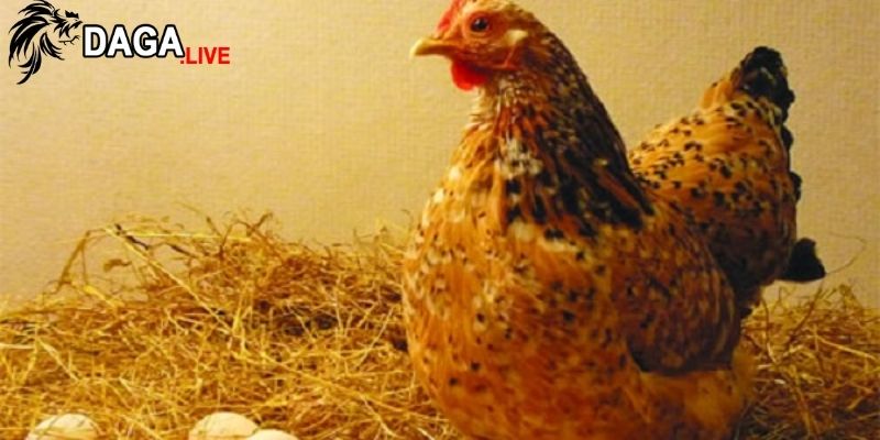 Tại sao phải làm cho gà mái nhanh đẻ?