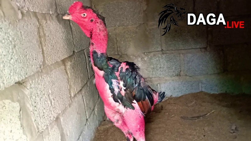 Đặc điểm khi gà đang trong quá trình đổi lông