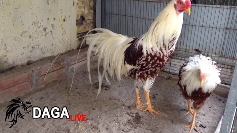 Cách nuôi dưỡng giúp gà thay lông nhanh