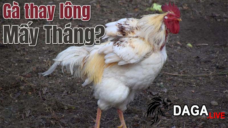 Cách nhận biết gà thay lông khi mới bắt đầu