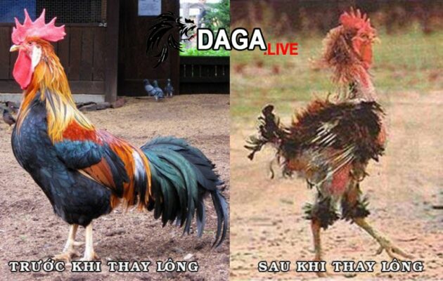 Một số hành vi thường gặp trong quá trình gà thay lông