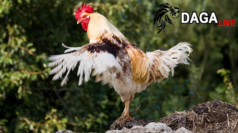 Tại sao gà thay lông khi trưởng thành?