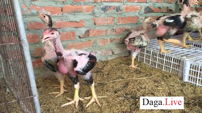 Chuồn trại để nuôi dưỡng gà chọi con