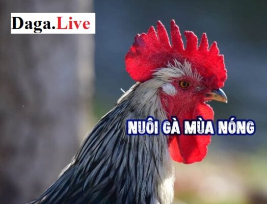 Cách nuôi gà mùa nóng