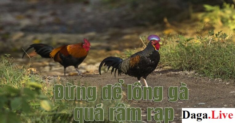 Không để lông quá rậm - Cách nuôi gà mùa nóng