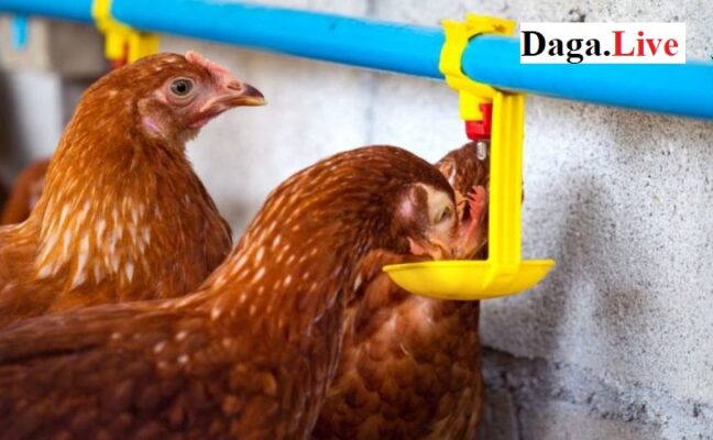 Cho gà ăn gì - Cách nuôi gà mùa nóng