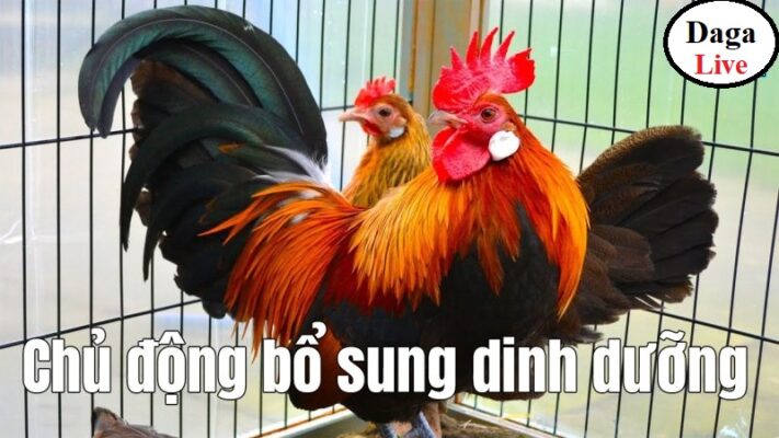 Bổ sung dưỡng chất cho gà - Cách nuôi gà mùa nóng