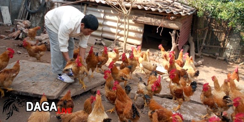 Cách pha tỏi cho gà uống rất đa dạng