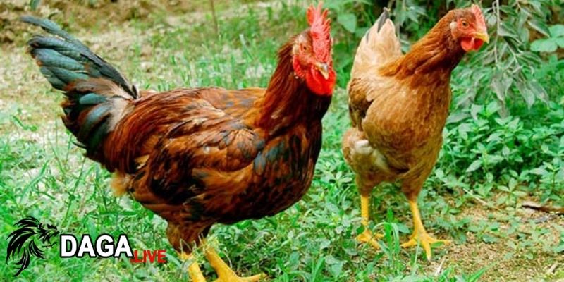 Ngâm tỏi để nâng cao hiệu quả sử dụng