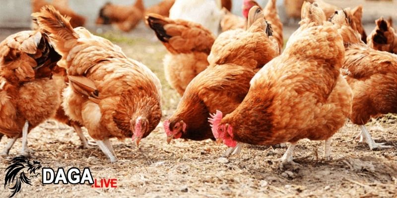 Cách pha tỏi cho gà uống rất đơn giản và dễ thực hiện