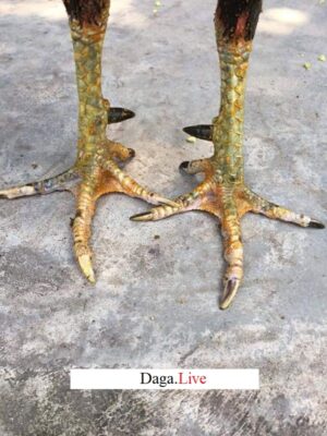 chân gà chọi cựa đen