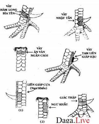 Cách xem vảy chân gà chọi