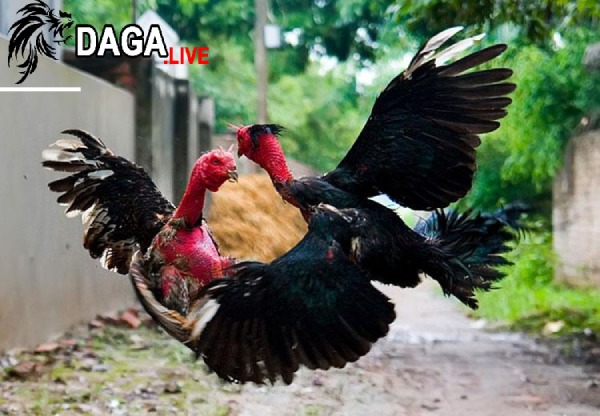 Những trang web uy tín để đá gà online