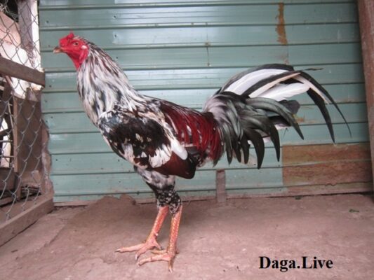 Gà chọi lông ngũ sắc