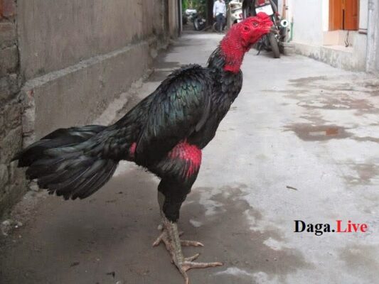 Gà chọi lông ô