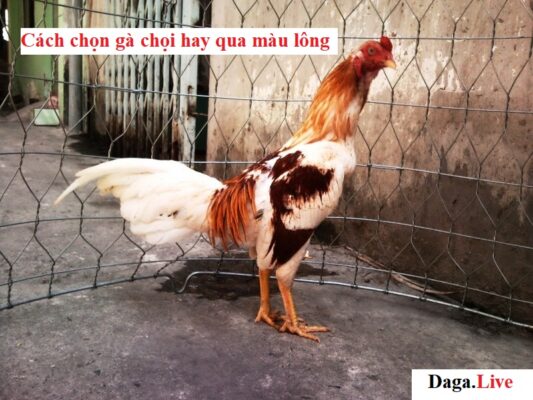 Cách chọn gà chọi hay qua màu lông