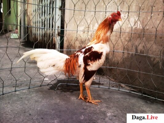 gà chọi lông đẹp