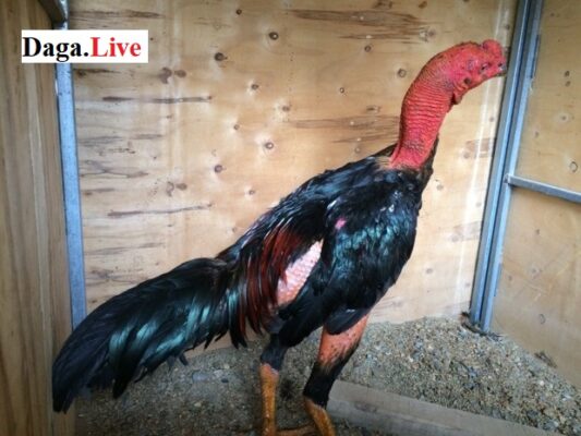 Gà chọi lông tía