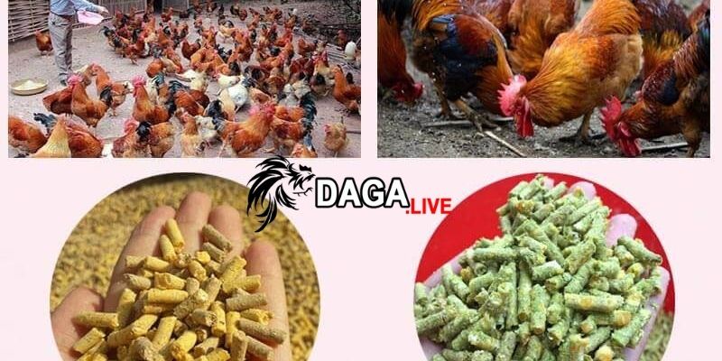 Cám gà đá được nghiên cứu và sản xuất theo công thức đặc biệt