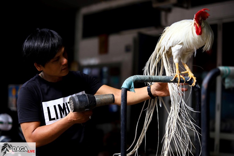 Gà đuôi dài được sấy khô sau khi tắm