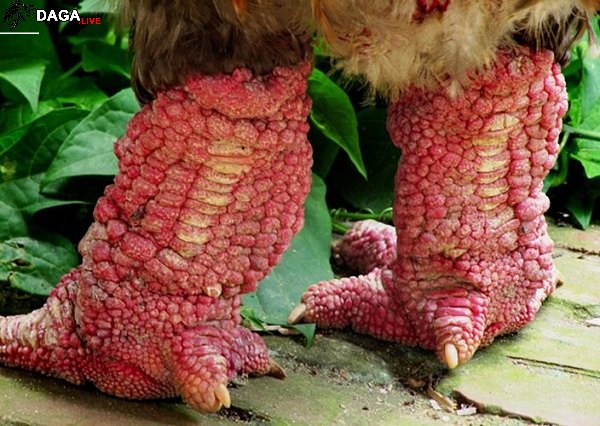 Lý do vì sao giá gà Đông Tảo mắc như vàng