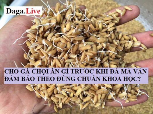 Cho gà ăn gì trước khi đá