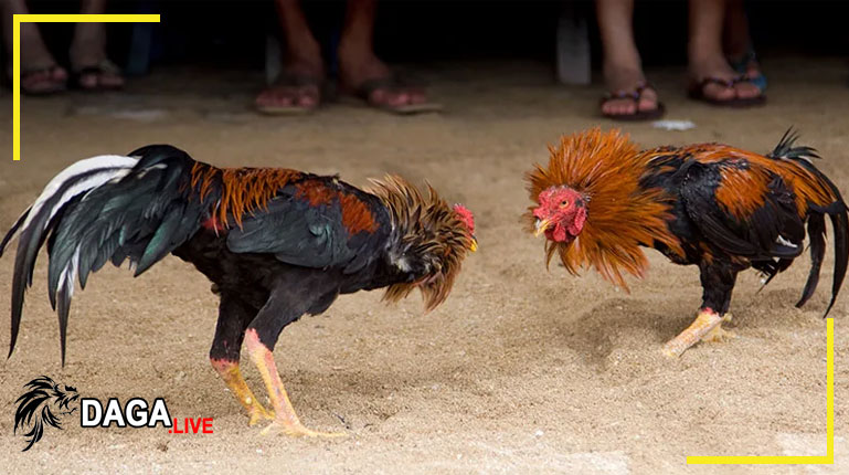 Những quy định về trách nhiệm tại Đá gà Live