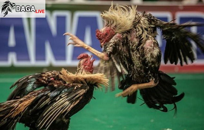 trường gà Campuchia