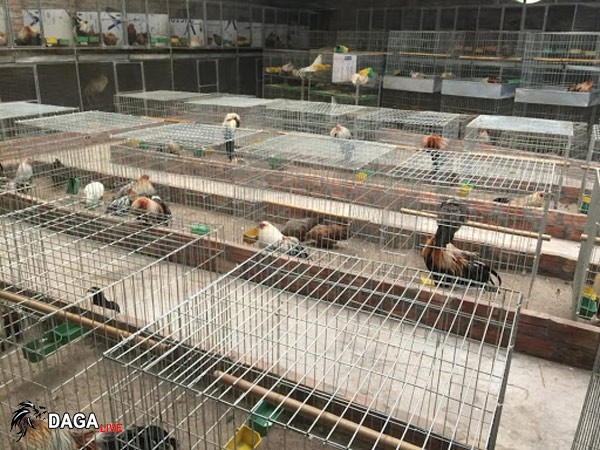 làm chuồng gà bằng lưới thép b40