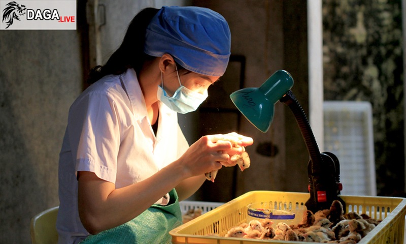 soi giới tính gà