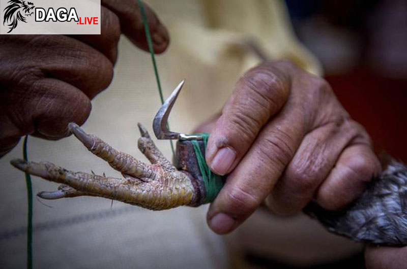 Chiếc cựa sắt đã cướp đi mạng sống của ông Soren