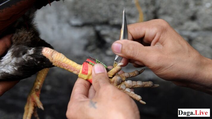 Cách băng cựa gà chọi