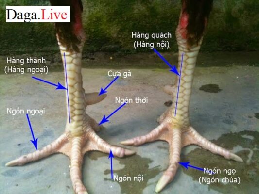 Chọn gà chọi tơi theo vảy chân gà